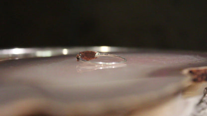 Fish Ring
